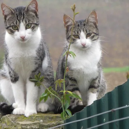 Quinta Sobral Prestige - Little Rustic Kır Evi Sobral de Monte Agraço