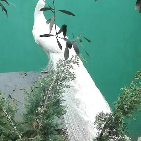 Quinta Sobral Prestige - Little Rustic *