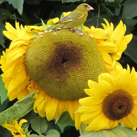 Kır Evi Quinta Sobral Prestige - Little Rustic Sobral de Monte Agraço