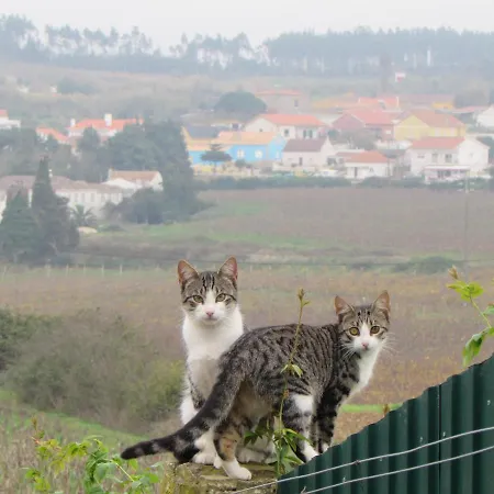 Quinta Sobral Prestige - Little Rustic Kır Evi *