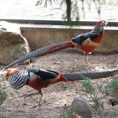 Quinta Sobral Prestige - Little Rustic