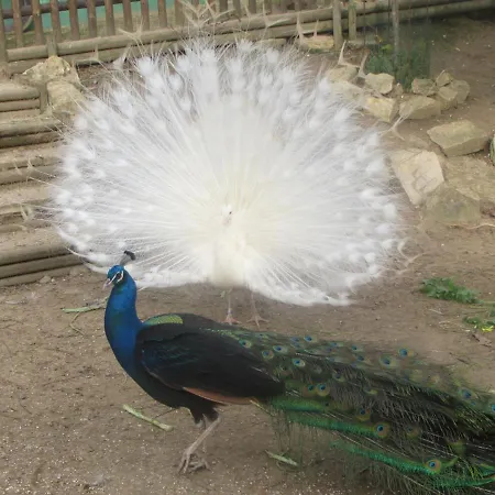 Quinta Sobral Prestige - Little Rustic Kır Evi