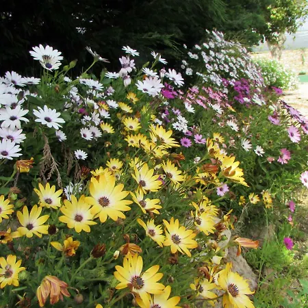 Quinta Sobral Prestige - Little Rustic Kır Evi *