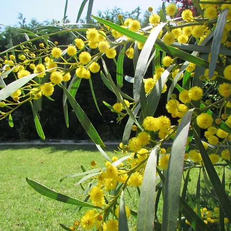 Kır Evi Quinta Sobral Prestige - Little Rustic