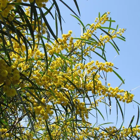 Quinta Sobral Prestige - Little Rustic Kır Evi