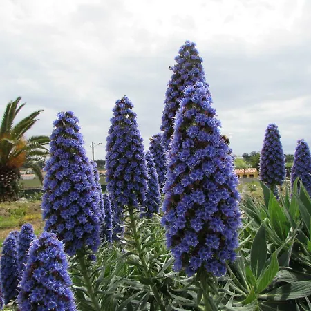 Quinta Sobral Prestige - Little Rustic *