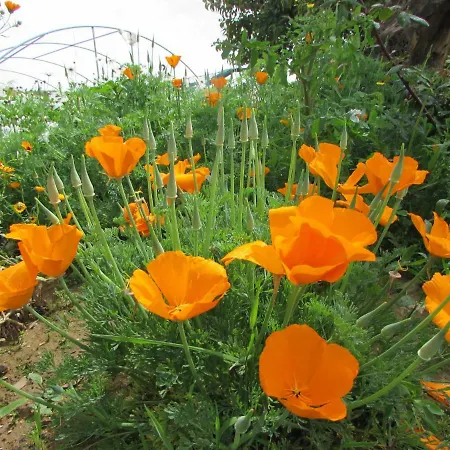 Quinta Sobral Prestige - Little Rustic