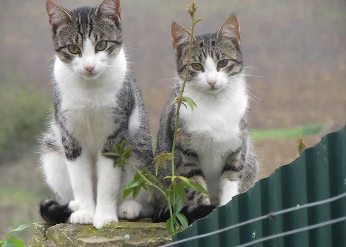 Quinta Sobral Prestige - Little Rustic Casa di campagna Sobral de Monte Agraço