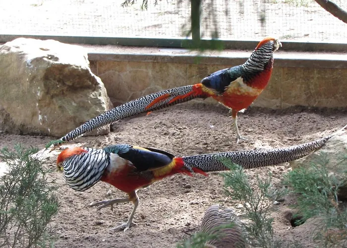 Quinta Sobral Prestige - Little Rustic