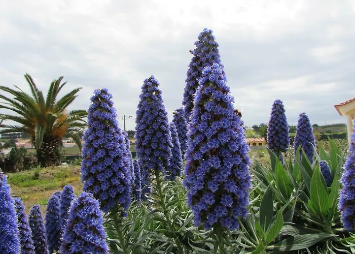 Quinta Sobral Prestige - Little Rustic *