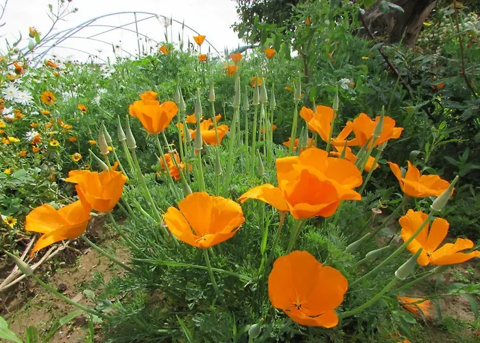 Quinta Sobral Prestige - Little Rustic